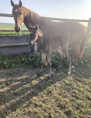 Vasle du verne, jument trotteur français plein papiers