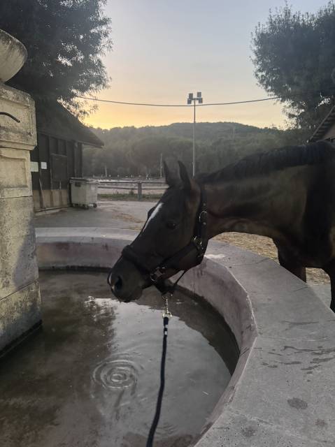 Sainte-ma / jument avec potentiel