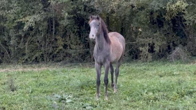 Poulain pur sang arabe