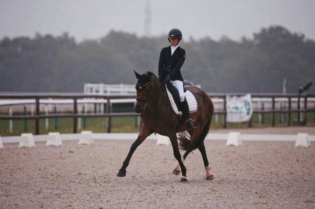 Jument dressage hanovrienne 9 ans
