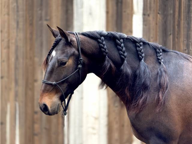Cheval lusitanien (hongre de 8 ans)