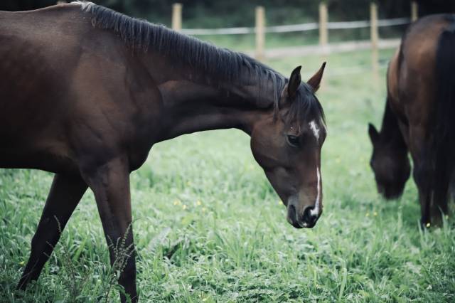 Vend jument pur sang de 5 ans