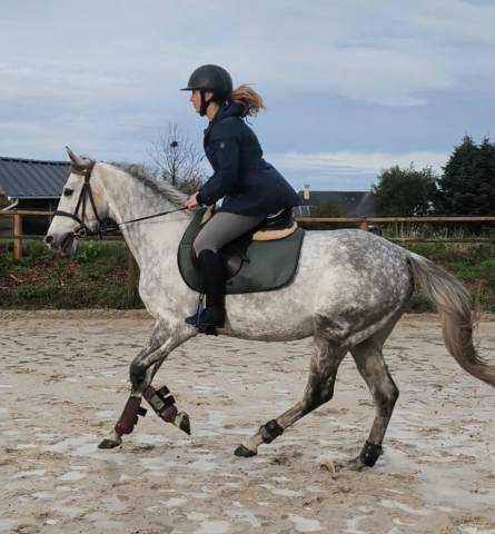 hongre anglo-arabe – 4 ans – env. 1m58