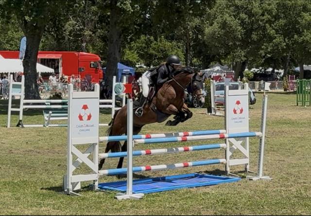 Petit cheval de concours