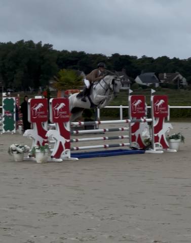 Hongre de 8ans location ou vente