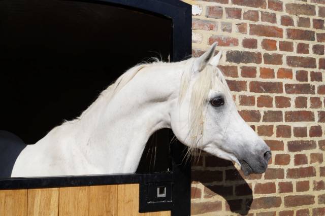 Shaikh al damaran : saillies disponibles étalon pur-sang arabe égyptien