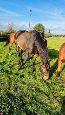 Island hongre 8 ans pur-sang irlandais bai 1m65 (31)