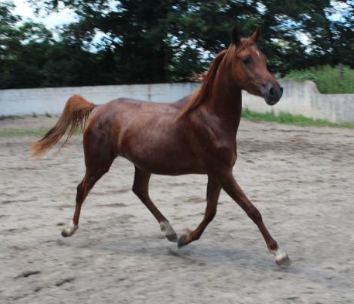 Païta des pins psa 4 ans origines espagnoles