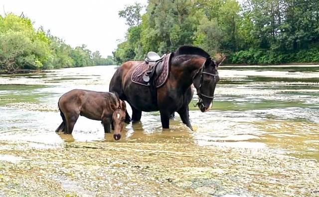Pouliche lusitanienne pp