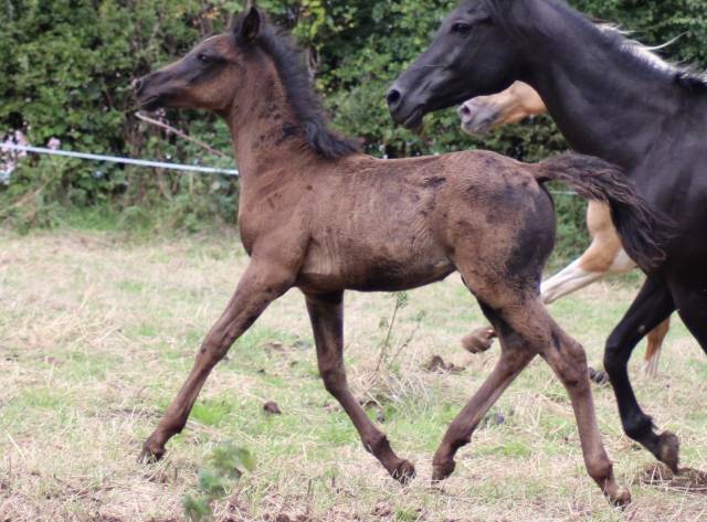 Poulain pur sang arabe noir homozygote