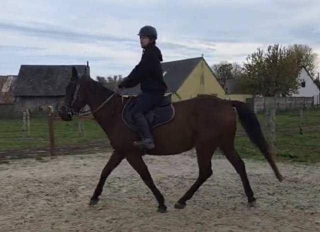 Cheval pleins papiers tf