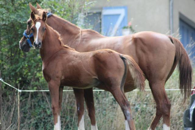 Poulain pur sang arabe endurance lignée prestigieuse