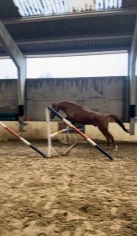 Trotteur français 8ans 1m75 au garrot