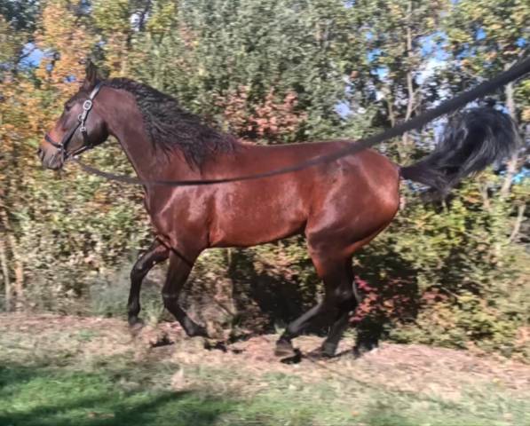 Très belle et grande jument