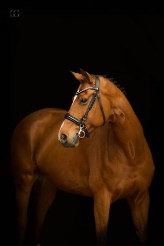 à vendre jument oldenbourg de 9 ans