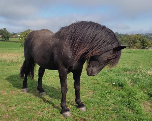 Joli et gentil entier mérens