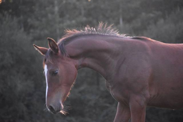 Sf- pouliche prendra 2 ans en 2026, baie