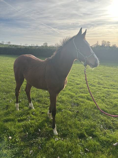 Poulain par cannabis d’albain (baloubet)