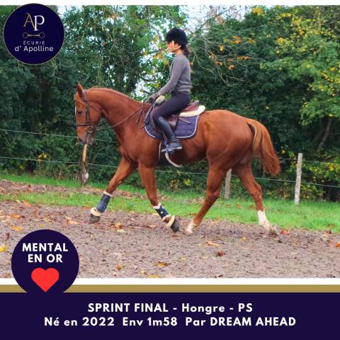 Jeune cheval top mental très facile