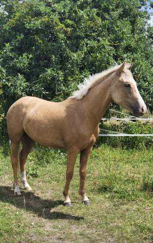 Pouliche palomino 2ans et demie
