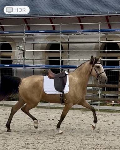 Jument pure race lusitanienne