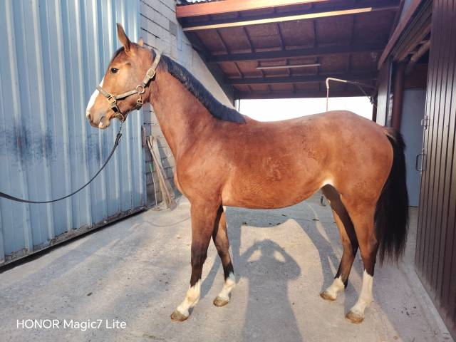 Très jolie pouliche sf