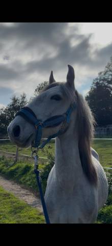 Adorable poulain souche ibérique