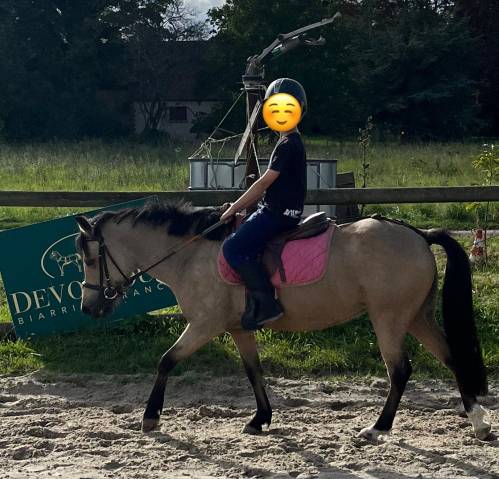 Dp poney b welsh cso