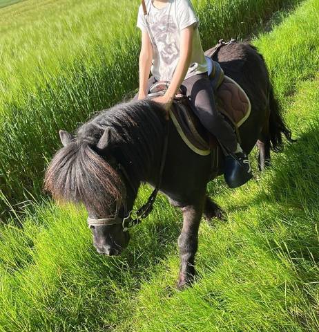 Dp poney a shetland cso