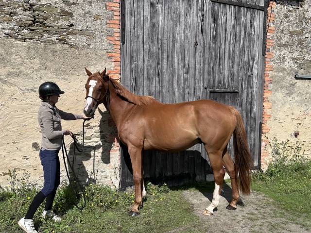 Hongre 6 ans / cso club am