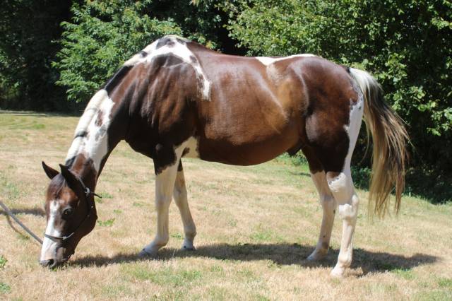 hongre paint horse de 14 ans pp