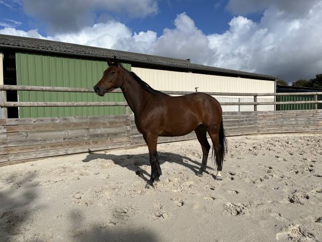 Magnifique pouliche de 3/4ans en 2026