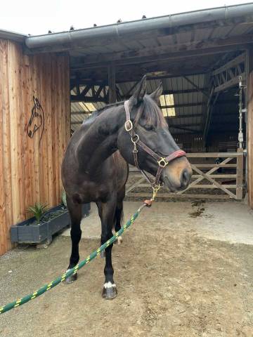 Cheval cso sf 8 ans par hanibal de hus