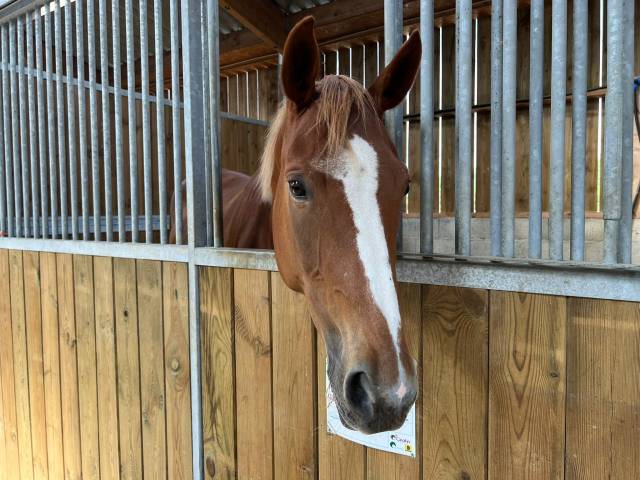 Poulinière porteuse ps 8 ans