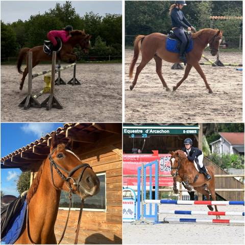 Ilehou des agues poney d