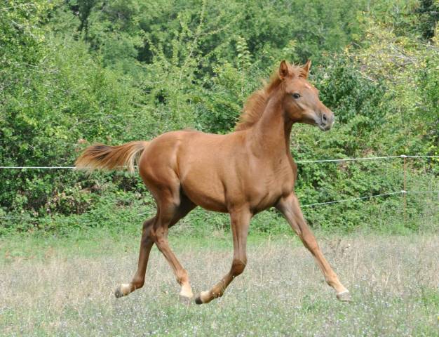 Poulain pur sang arabe origine course