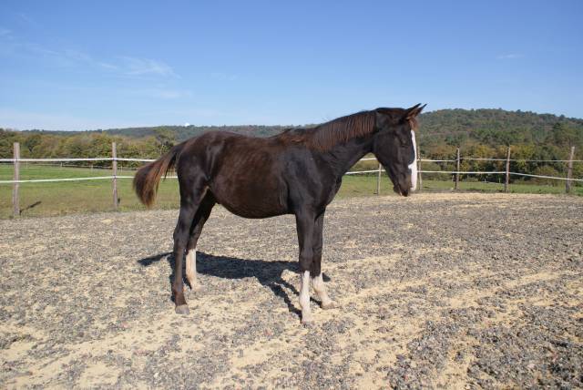 Poulain 7 mois qlassic x le tot x orphee de nantuel x d