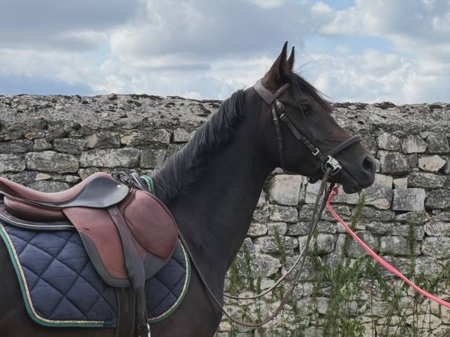 Entier poney super affaire