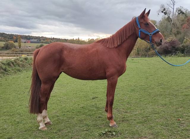 Très belle jument 5 ans sf alezan