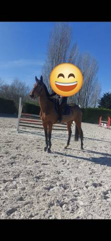 Jument pur sang par storm the stars