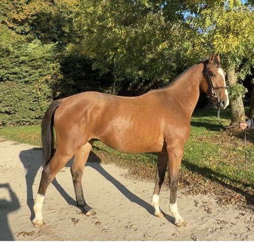 Touchouss del tondou mâle 2 ans