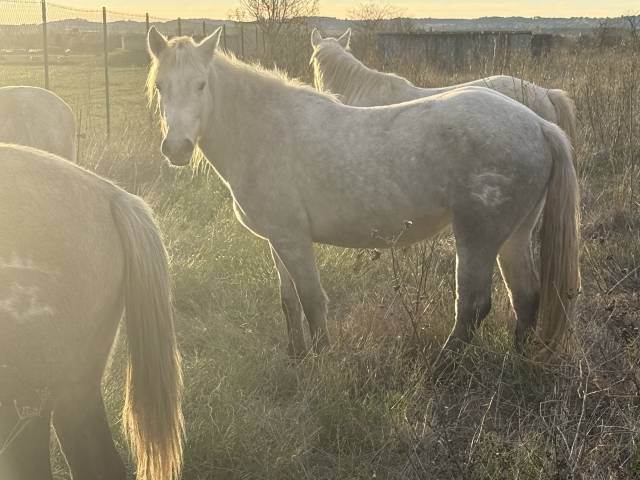 Pouliche camargue pp