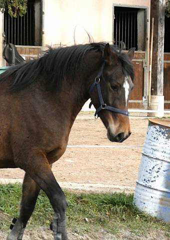 Welsh part-bred 3 ans