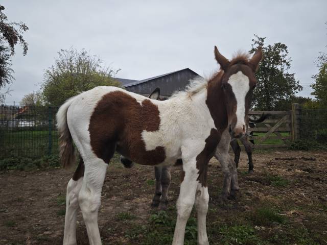 Poulain pie alezan origine connue