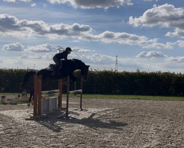 Cheval de sport 8 ans sf