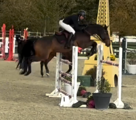 Top jument 8 ans cso