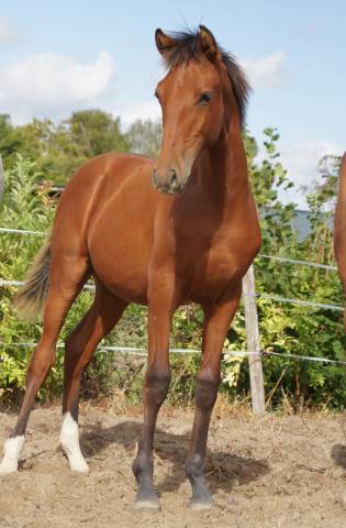 Poulain pur sang lusitanien