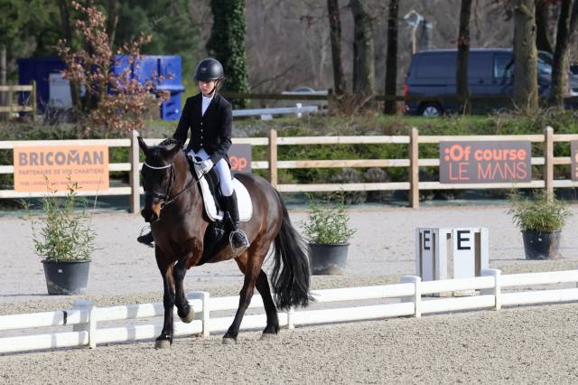 A vendre poney maitre d'école dressage