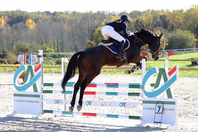 Hongre de 11 ans sf/aa