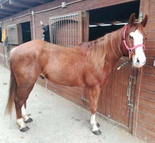 Hongre quarter horse de 2015